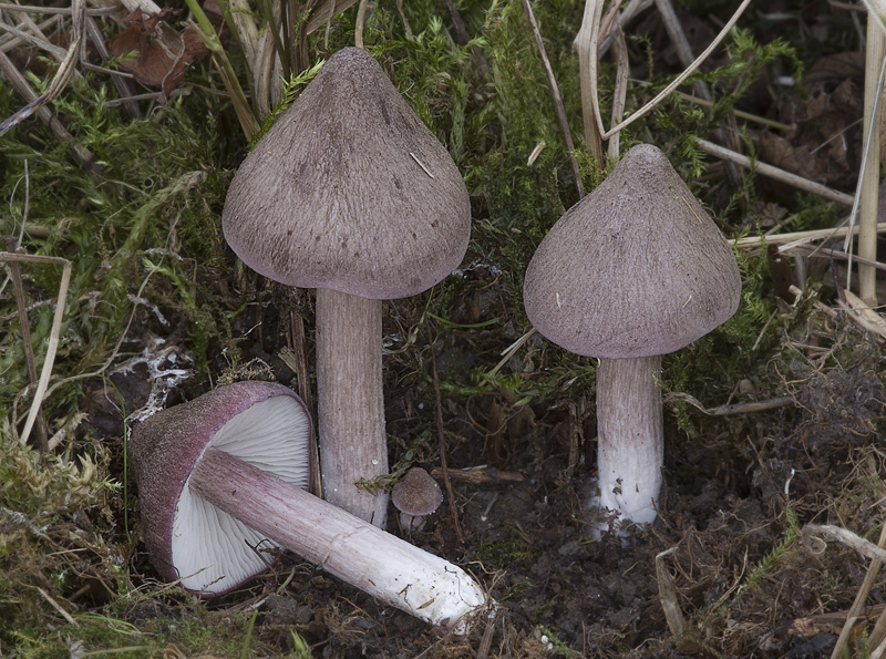 Entoloma porphyrophaeum